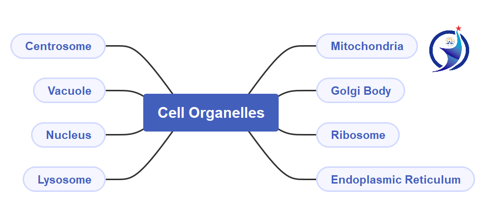 Cell Organelles, Mitochondria, Golgi Body, Ribosome, Nucleus, Lysosome, Centrosome, In best and simple way(2)